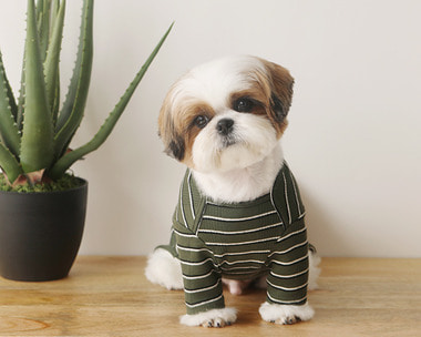 불규칙 STRIPE all-in-one(GREEN)